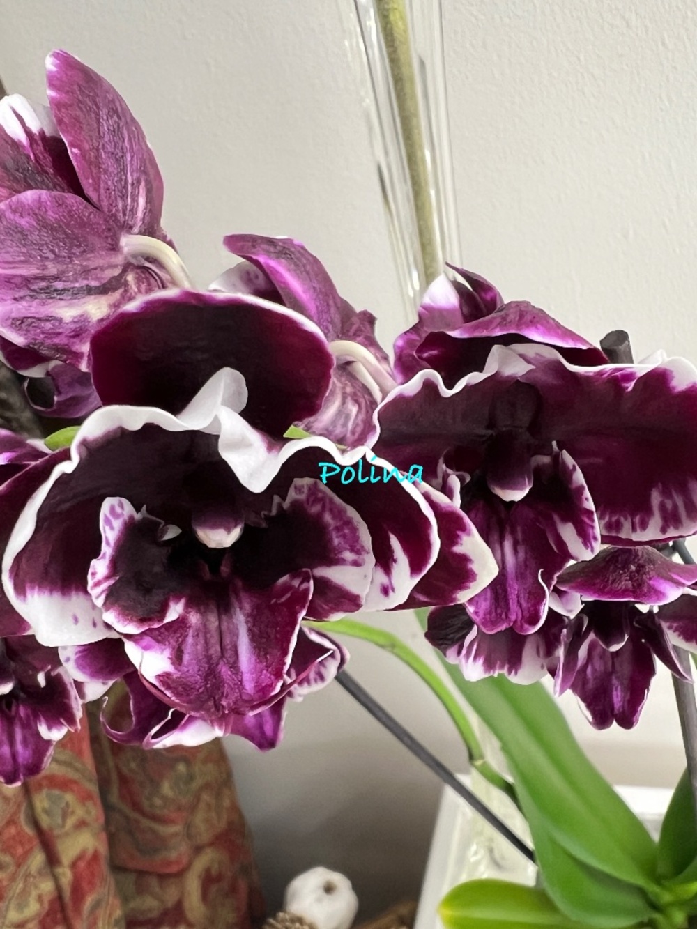 Orchid Phal Hsyining "Little Knight Plastic Doll" plant IN BLOOM-dark w/ruffels